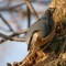 Nuthatch, The Spinnies